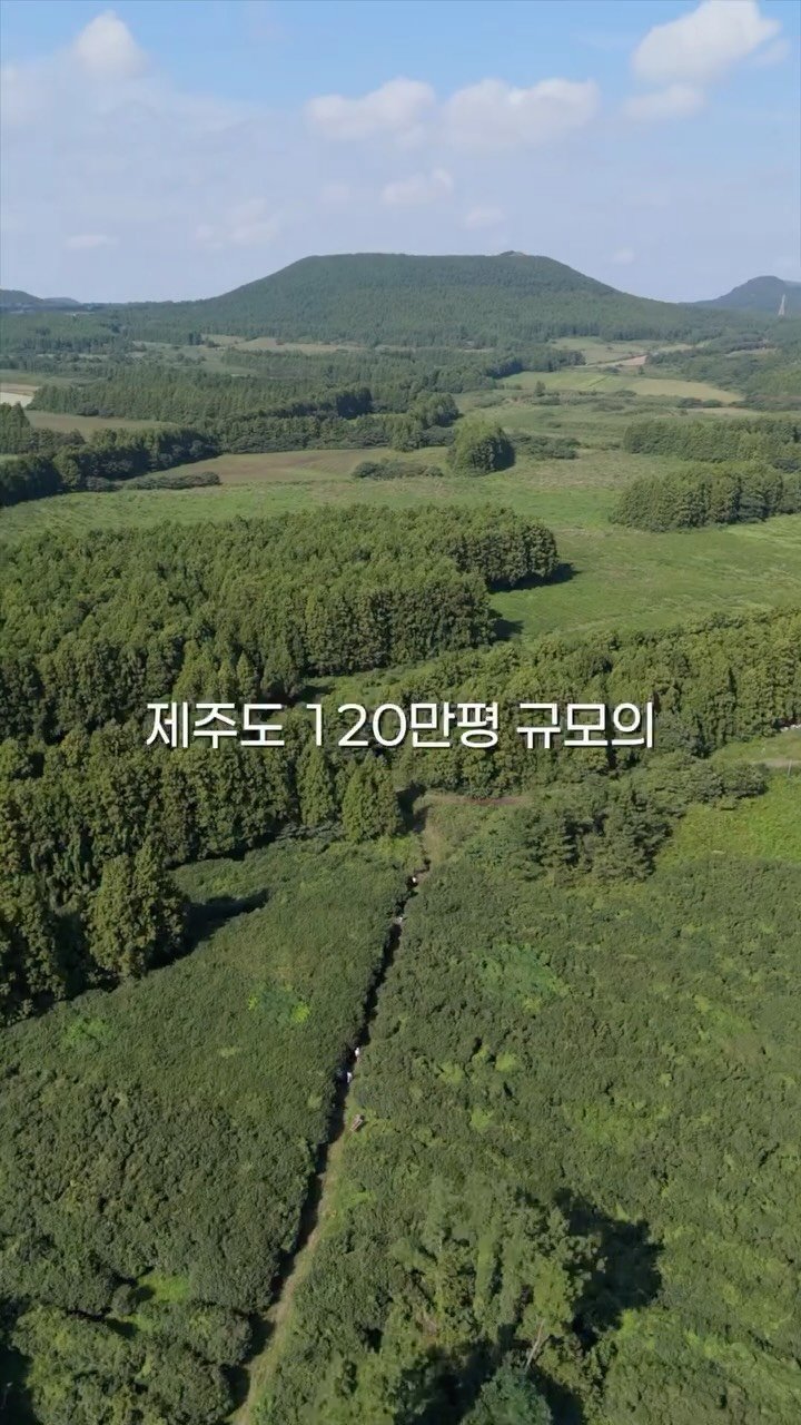 cafe_4nyang 게시물 이미지: 무려 120만평 제주 차밭에서 열리는 티 페스티벌🍀

와일드한 자연 그대로를...
