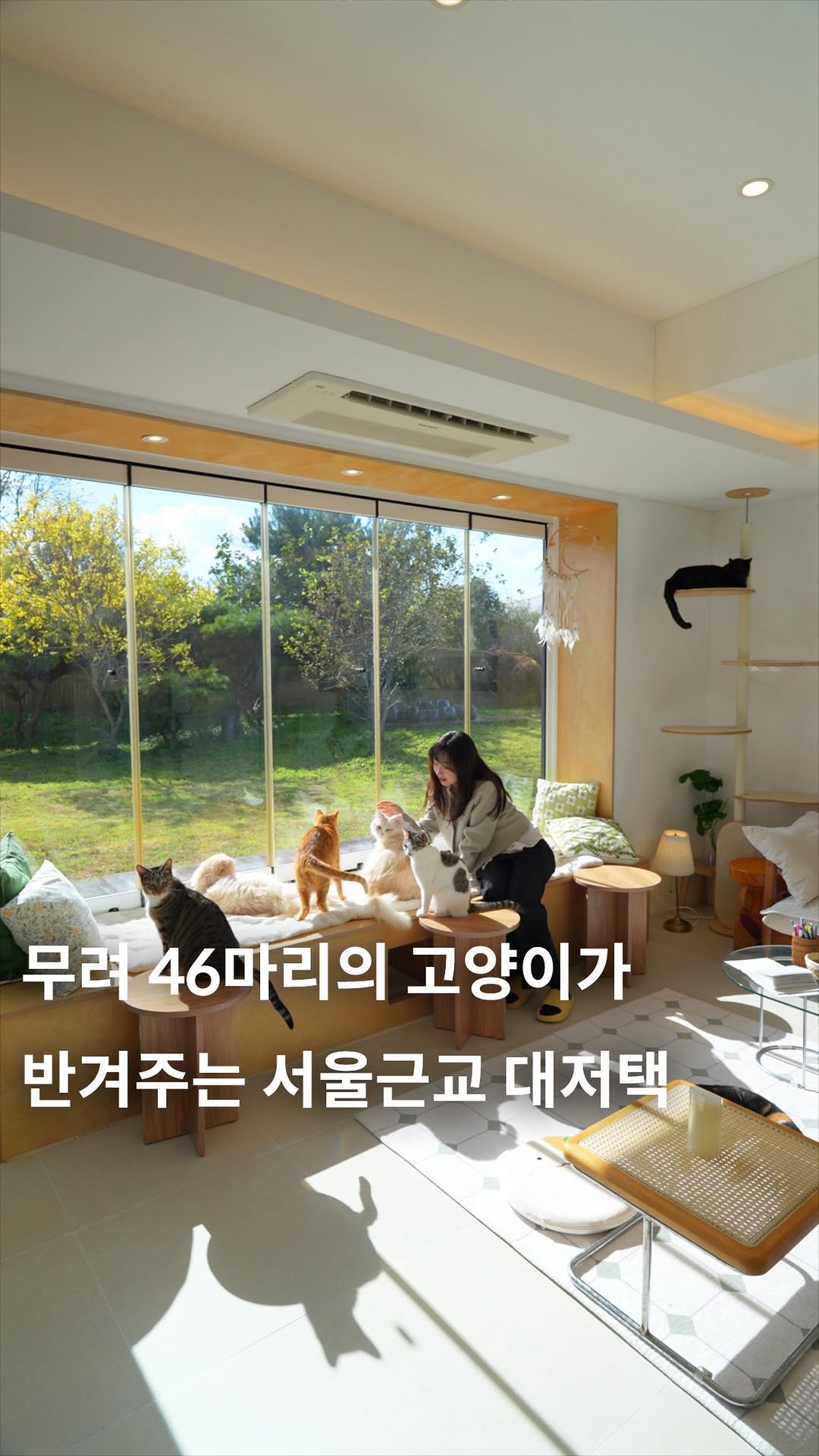 cafe_4nyang 게시물 이미지: 무려 46마리의 고양이가 살고 있는 대저택🐈

고양이를 사랑한다면 누구나 살고...