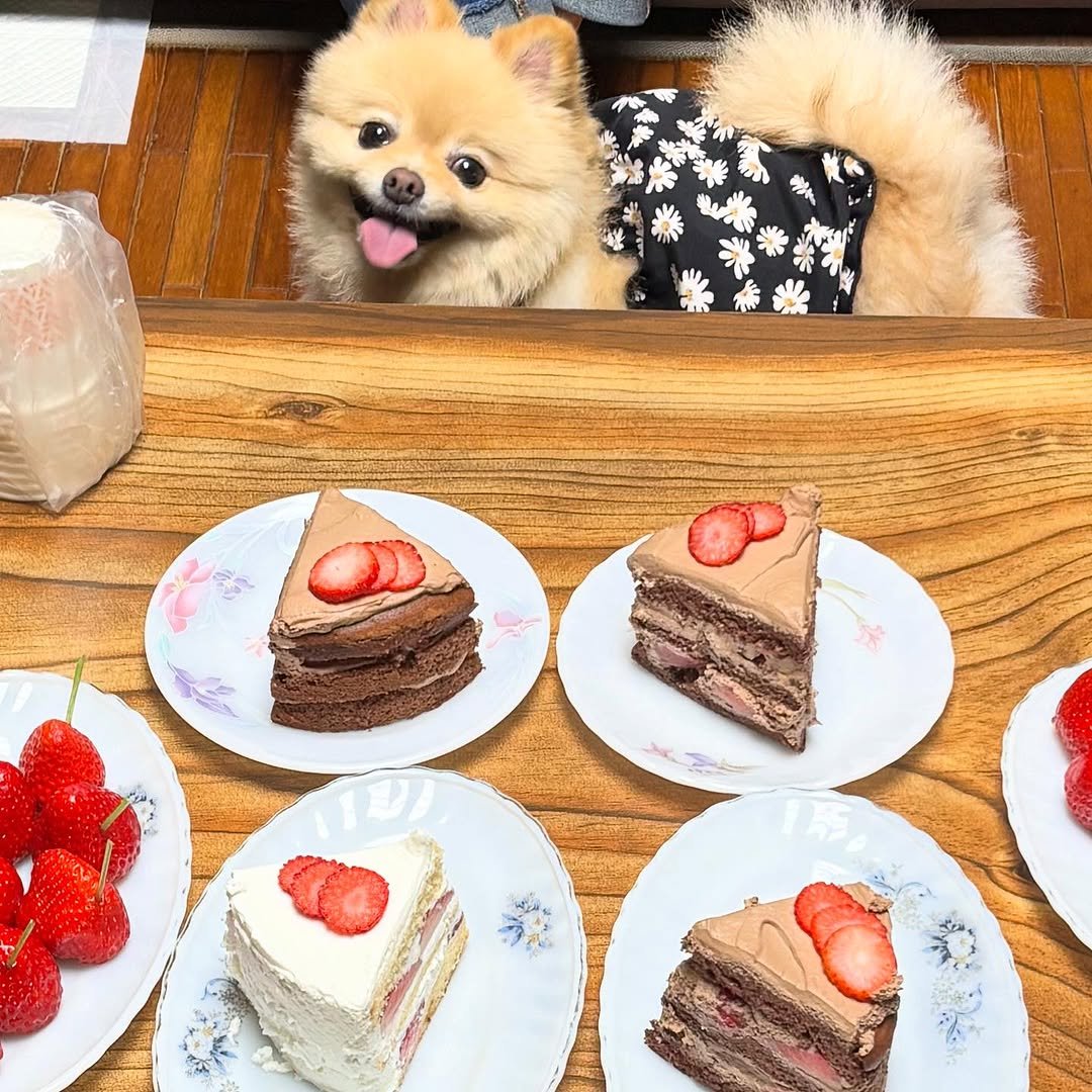 Photo by 제이라이킷ㅣ인천논현카페ㅣ소래포구카페ㅣ케이크맛집ㅣ인천애견동반카페 on March 29, 2025.