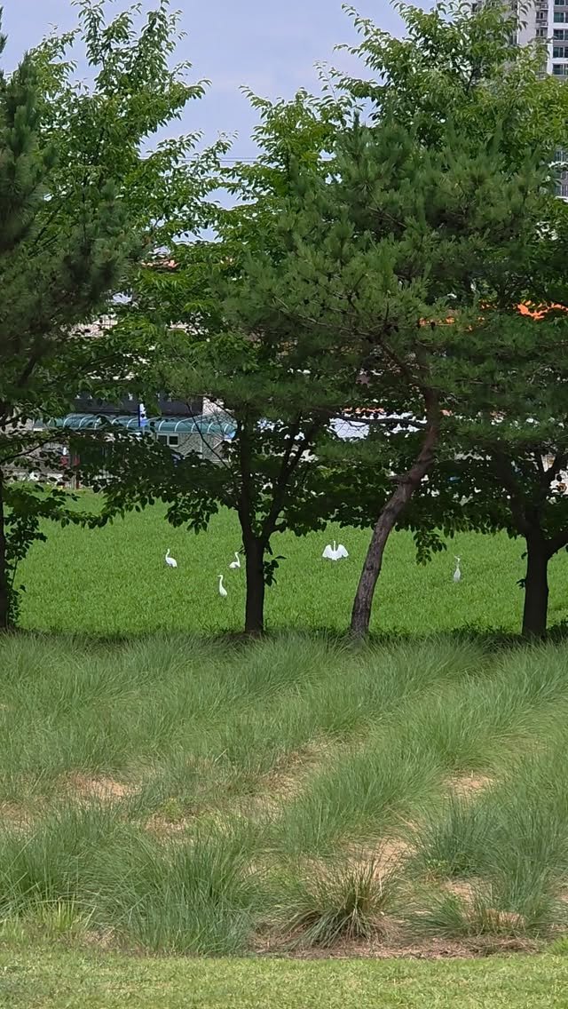 cafe_leesooop 게시물 이미지: 백로들을 만날 수 있는 카페😁🕊
요즘 백로들이 많이보여요
자연속 진정한 시골카페 입니다😍🌿🏡