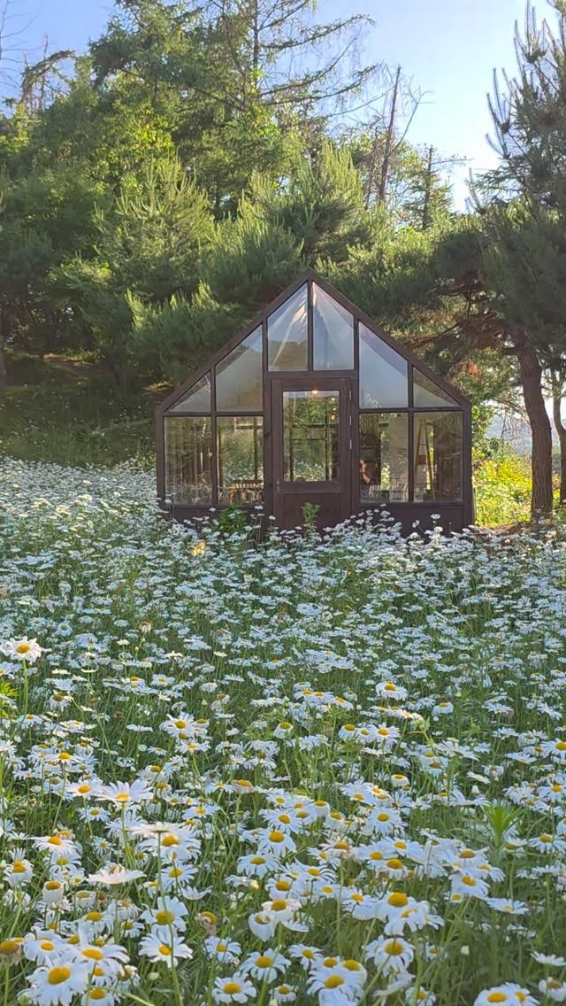 cafe_leesooop 게시물 이미지: 이숲🏡💛
비가 그치고, 반짝이던 오늘

이숲 데이지는 조금 늦게피어 6월 중순까지...