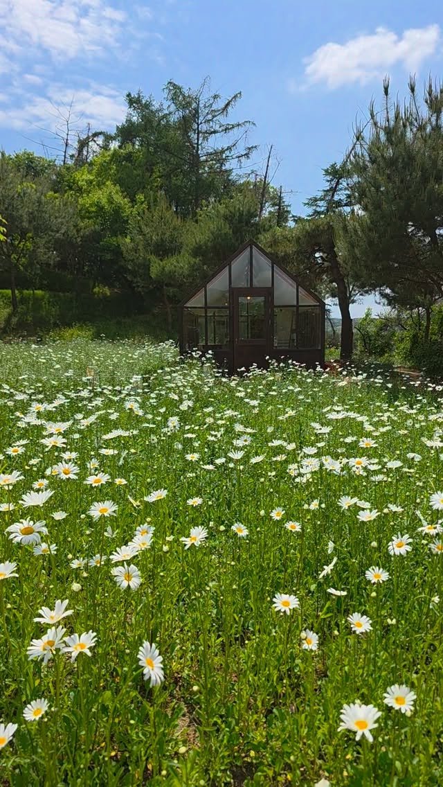 cafe_leesooop 게시물 이미지: 이숲 데이지🏡✨
5월12일 화요일 현재 개화상태입니다💛
비 내리고 빠르게...
