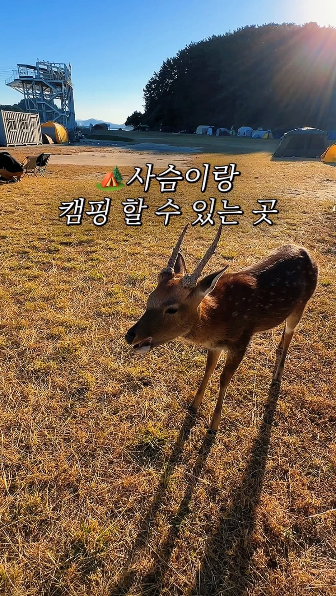 camping_club_ 게시물 이미지: 사슴이랑 캠핑할 수 있는 섬이요..?🫎🔥
심지어 얘네 바다까지 헤엄친다…
진해 숨은...