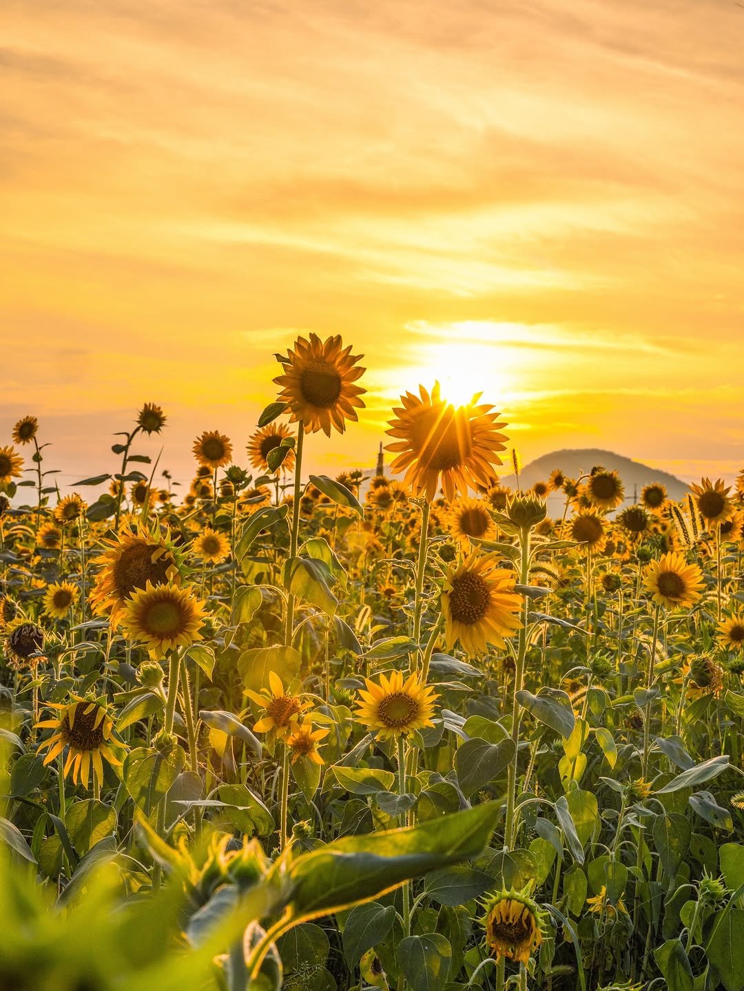 Photo shared by 캐논코리아 주식회사 on August 18, 2025 tagging @kumas_pic. May be an image of nature and text.