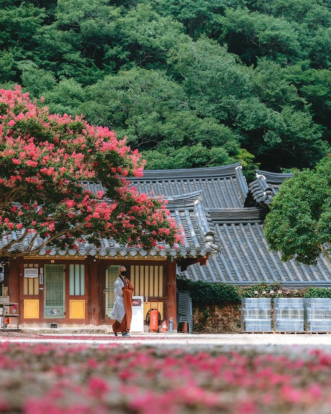 Photo by 캐논코리아 주식회사 on August 20, 2025. May be an image of 1 person, flower, temple, Gyeongbokgung Palace and text.