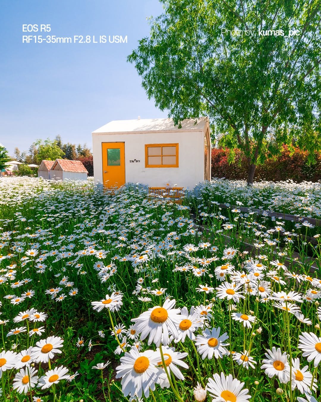 canonkorea 게시물 이미지: 노랗게 익은 계란후라이🌼

본격적으로 시작된 초여름,
파란 하늘 아래 가득 핀...