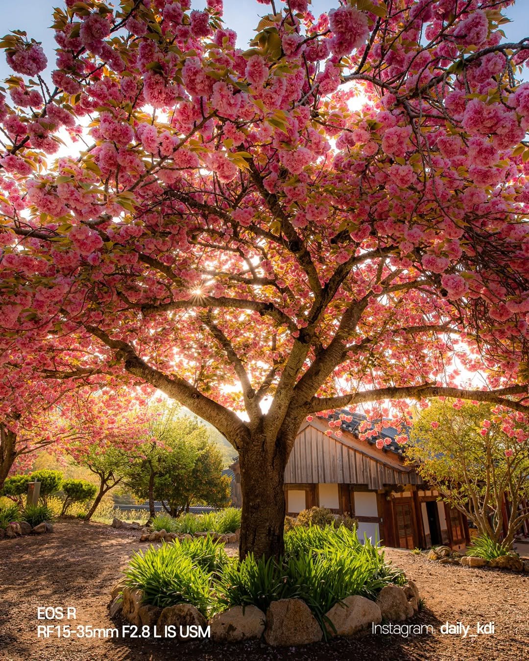 Photo by 캐논코리아 주식회사 on April 19, 2026. May be an image of stone-fruit tree, nature and text that says 'EOSR R EOS RF15-35mm RF15-35mmF2.8LISUSM F2.8LIS IS USM RF15 F2.8 Instagram.daily_kdi daily_kdi daily kdi Instagram,'.
