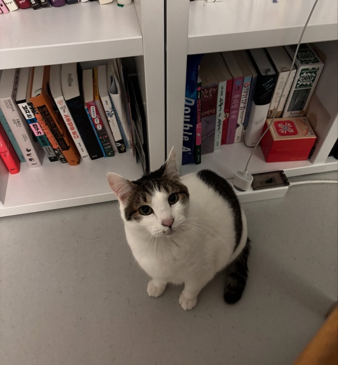 Photo by 캐리와 순심이의 집 on December 09, 2025. May be an image of Abyssinian cat, kitten, book and text.