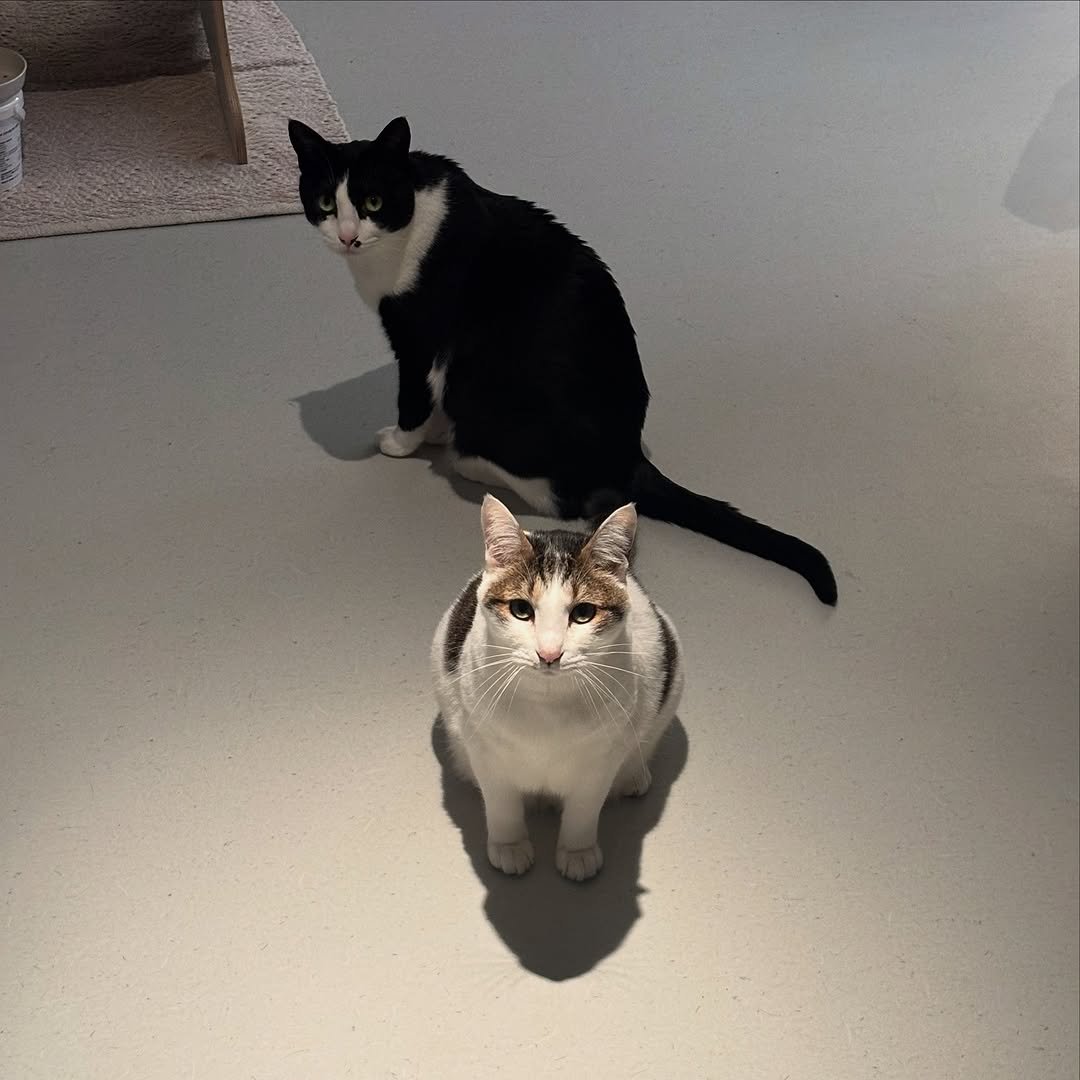 Photo by 캐리와 순심이의 집 on November 07, 2025. May be an image of Abyssinian cat, tortoiseshell cat, kitten and text.