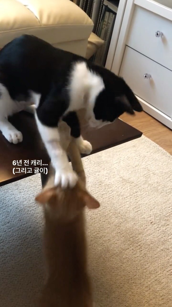 carrie_soonshim 게시물 이미지: 대쪽같은 캐리쨩