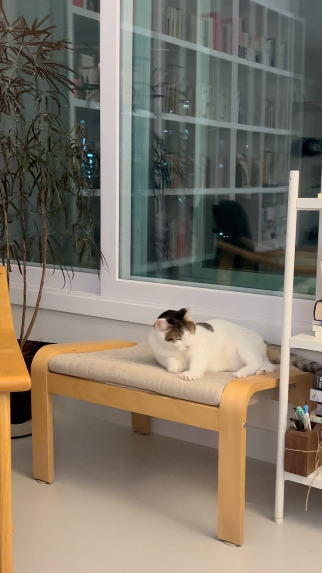 carrie_soonshim 게시물 이미지: 이사한 지 이틀 된 여유 만만 고양이. 우리와 함께라면 별일 없다는 걸 알게 된 거지!