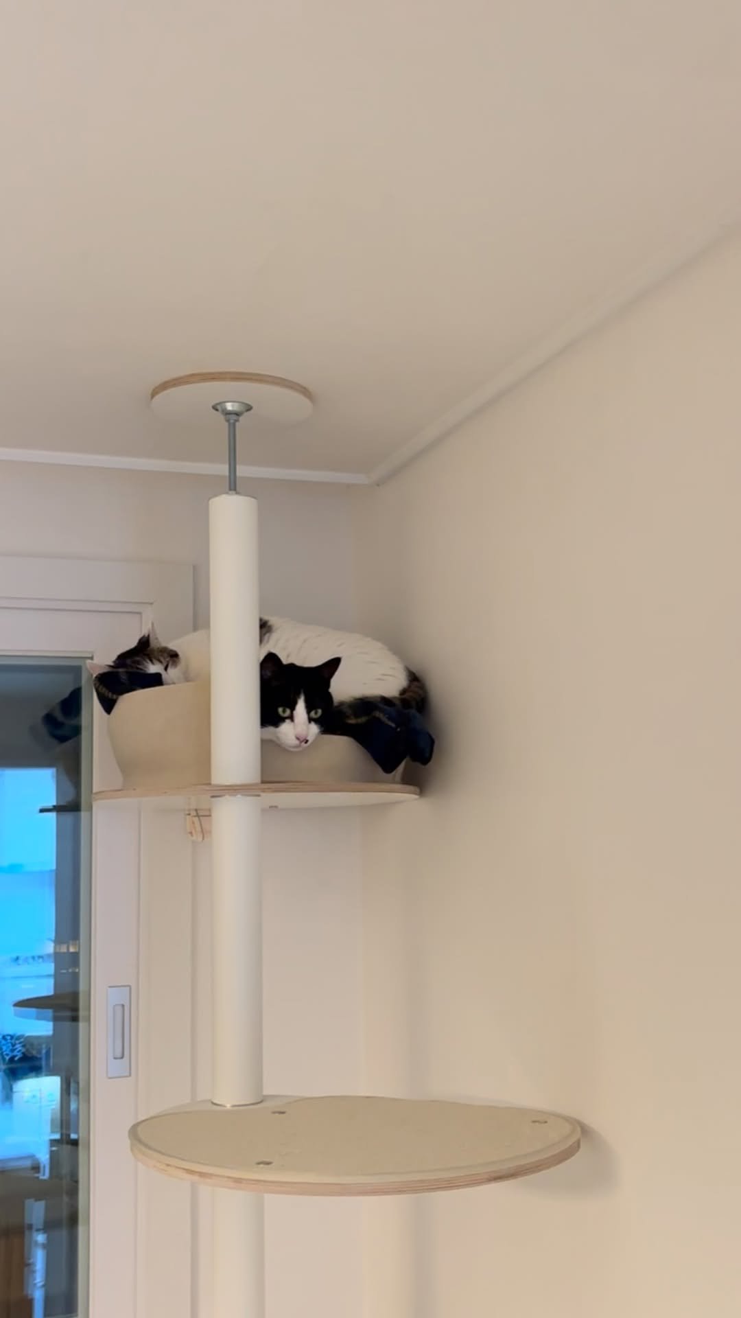 carrie_soonshim 게시물 이미지: 현관 방묘문 설치 중🛠️ 무서워서 눈도 잘 못 뜨는 순심이도 웃기고 어깨 위에...