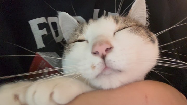 carrie_soonshim 게시물 이미지: 사랑둥이 순심씨..💗