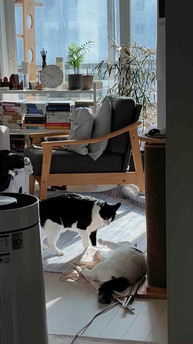 carrie_soonshim 게시물 이미지: 저기 순심이 밑에 깔려있는 게 다이소에서 5천원 주고 산 텐트인데, 새벽부터...