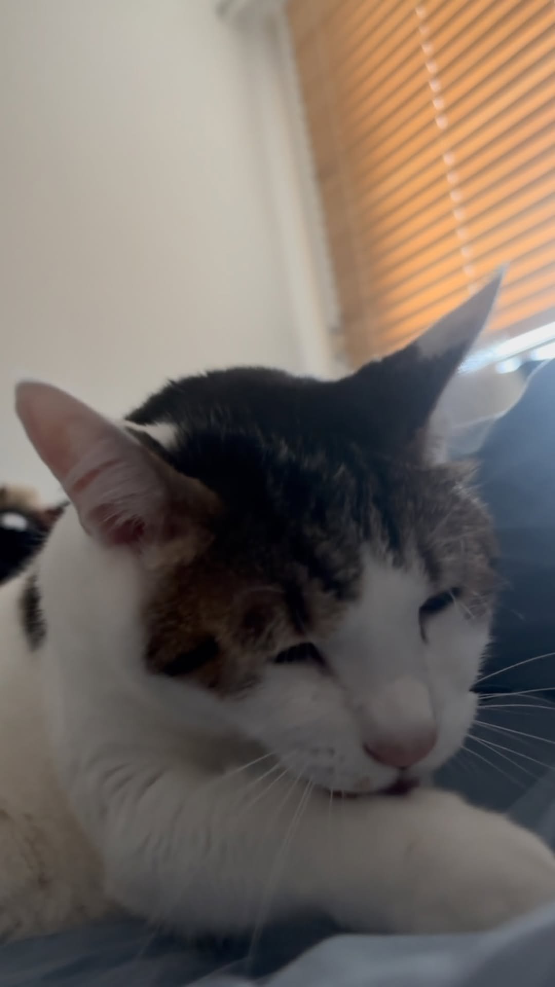 carrie_soonshim 게시물 이미지: 닦아야 할 곳이 넓어서 슬픈 순심