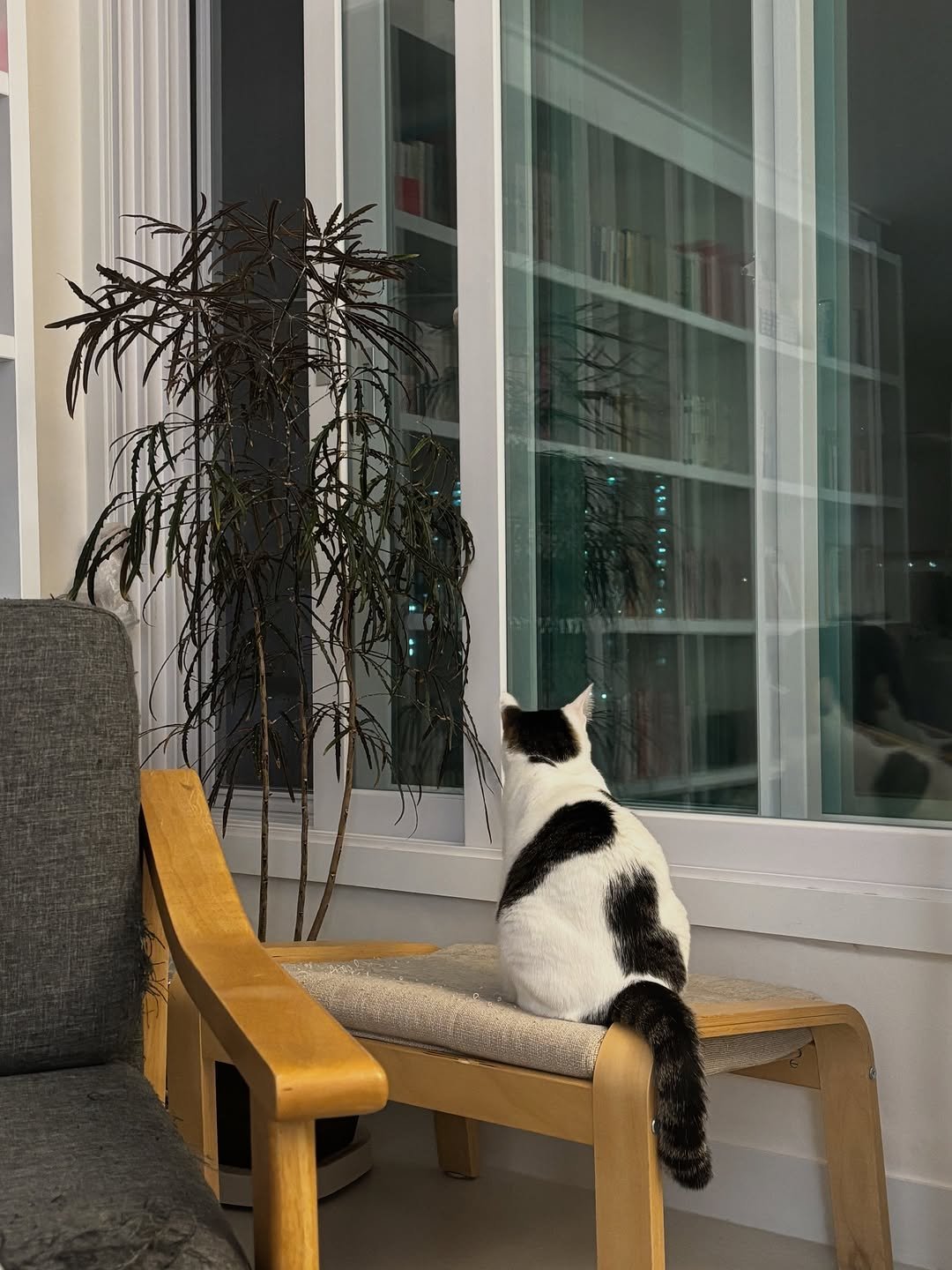 Photo by 캐리와 순심이의 집 on November 03, 2025. May be an image of kitten, armchair, chaise lounge, window and text.