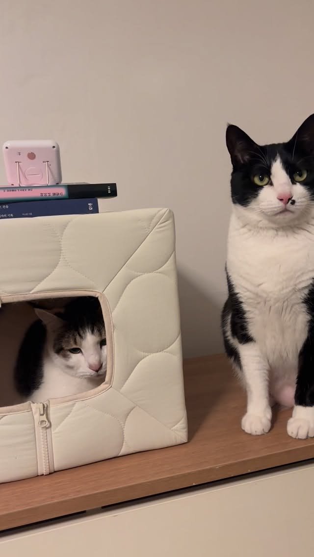 carrie_soonshim 게시물 이미지: 평소에는 거들떠도 안 보지만, 누구 하나 들어가면 나머지도 들어가고 싶어 하는 매직