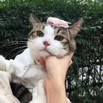 momomomhome 프로필 사진