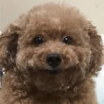ryuly_dogcat 프로필 사진