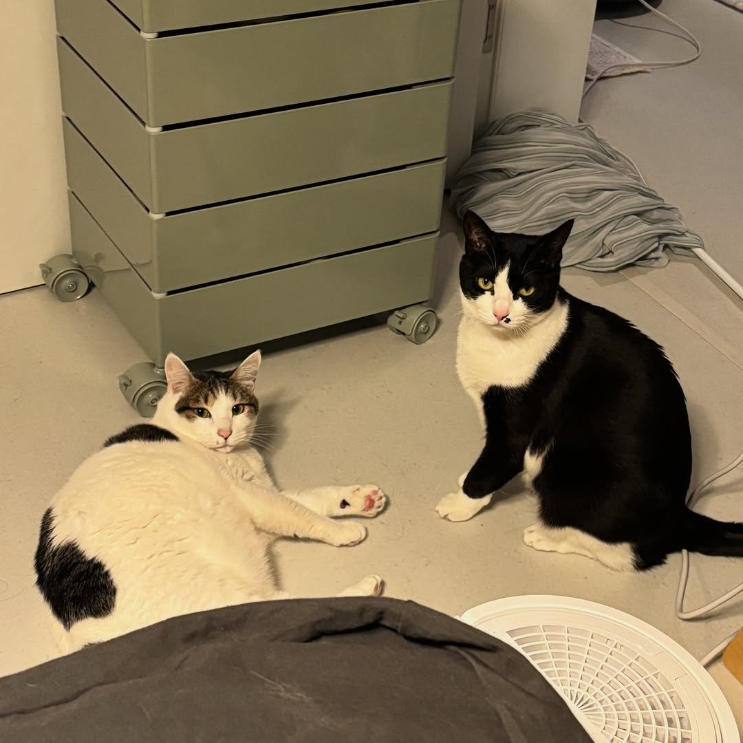 Photo by 캐리와 순심이의 집 on December 13, 2025. May be an image of kitten and text.