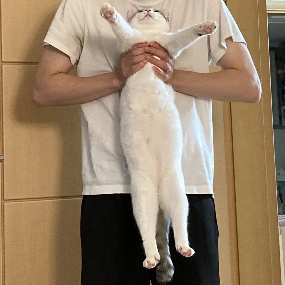 Photo by 캐리와 순심이의 집 on February 06, 2026. May be an image of ragdoll cat, kitten, Abyssinian cat, Persian cat and text.