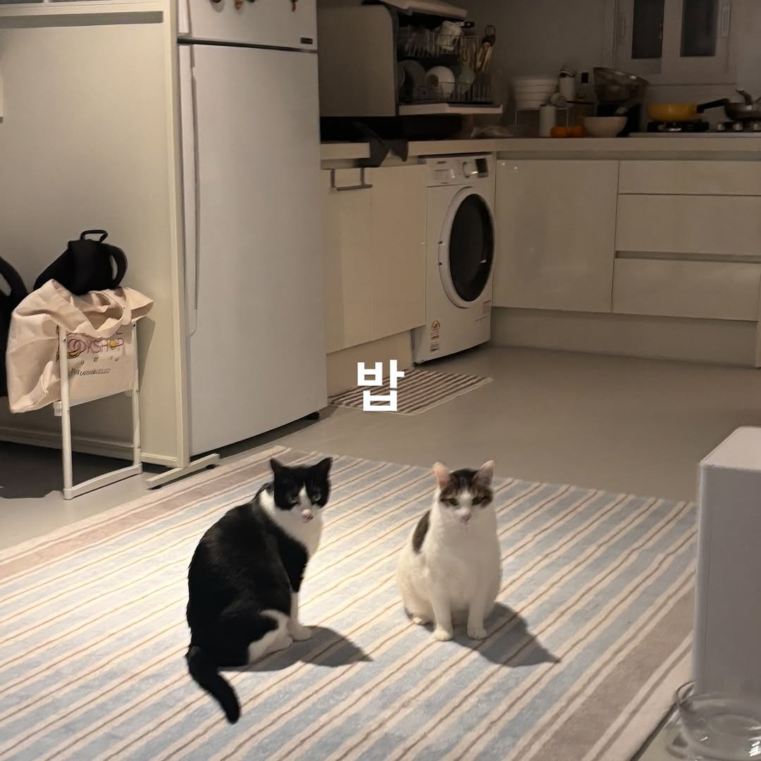 Photo by 캐리와 순심이의 집 on December 11, 2025. May be an image of Abyssinian cat and text.