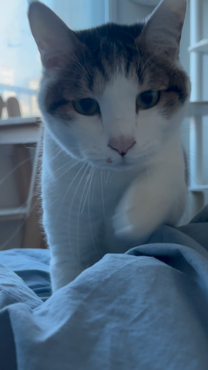 carrie_soonshim 게시물 이미지: 순심이의 아침☀️
아침에 눈만 마주치면 인사하러 오는 착순이