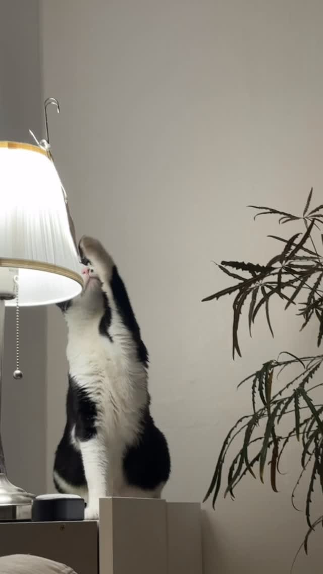 carrie_soonshim 게시물 이미지: 캐리 사랑햐ㅠㅠ💗

(ai 아님)