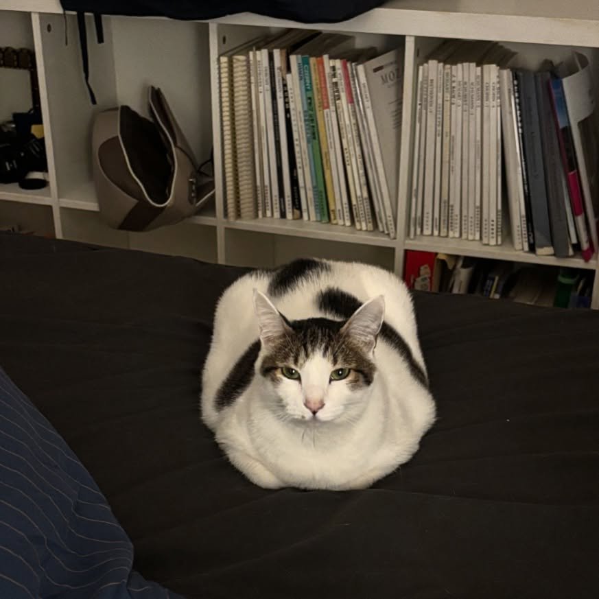 Photo by 캐리와 순심이의 집 on October 28, 2025. May be an image of Abyssinian cat, kitten, beanbag chair, bedroom and text.