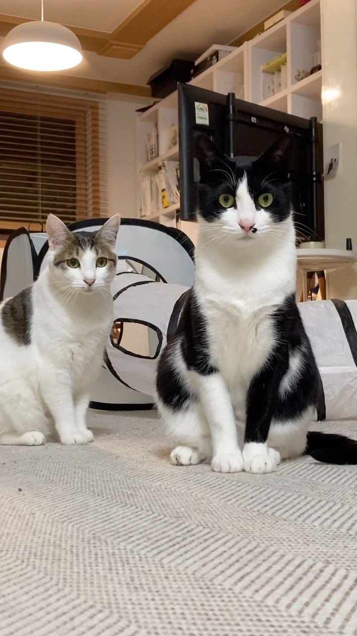 carrie_soonshim 게시물 이미지: 오늘 택배 온 습식캔 정리 잘하는지 확인 중인 자매님들