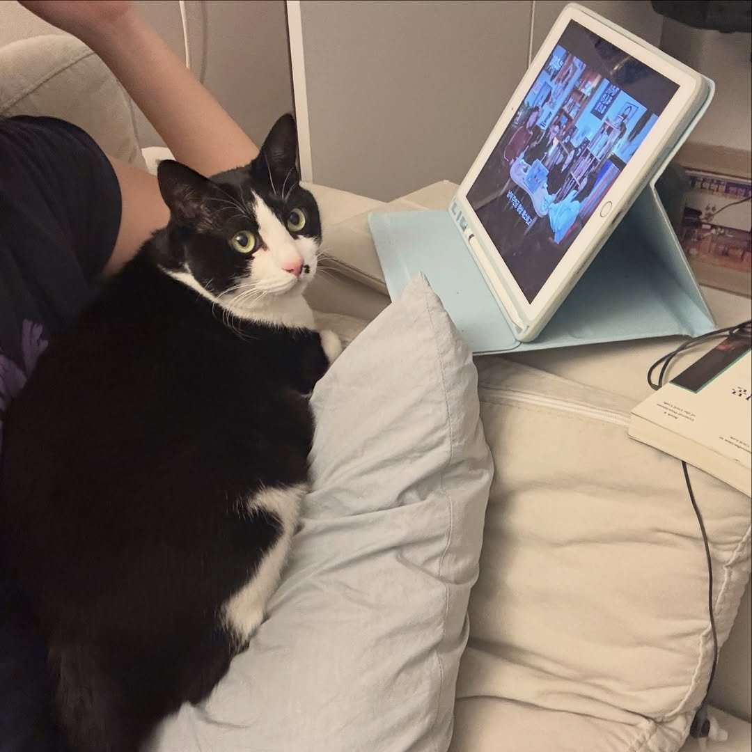 Photo by 캐리와 순심이의 집 on February 05, 2026. May be an image of kitten, tablet, laptop and text.