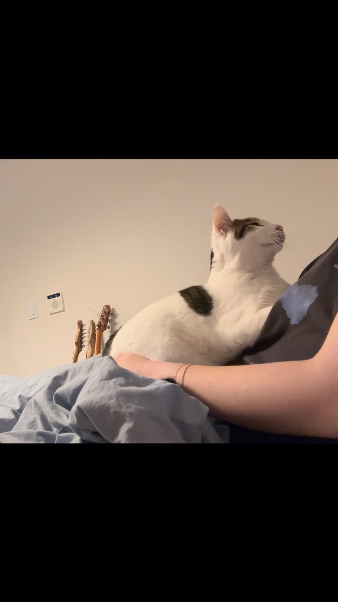 carrie_soonshim 게시물 이미지: 평생 아기고양이 할 거라는 순심이