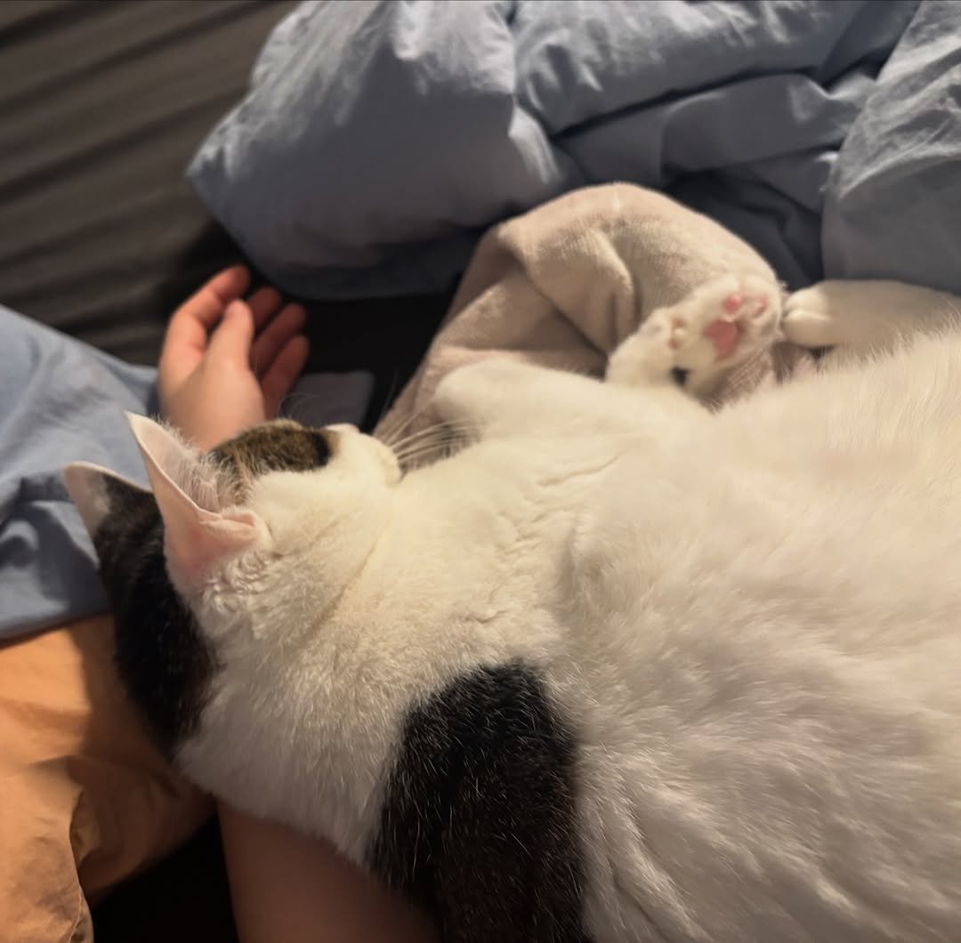 Photo by 캐리와 순심이의 집 on December 22, 2025. May be an image of sleeping, tortoiseshell cat, kitten and text.