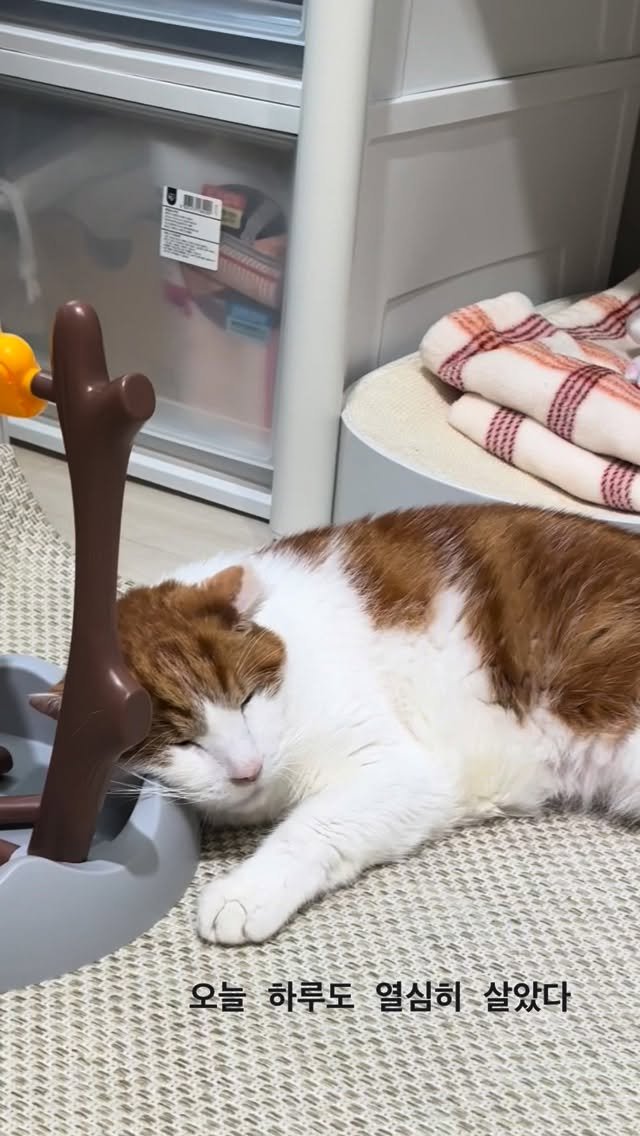 carrie_soonshim 게시물 이미지: 극진한 보살핌 받으며 잘 지내고 있는 알식이☺️

#킁킁도서관알식이 
#사서냥이_알식과_무쇠