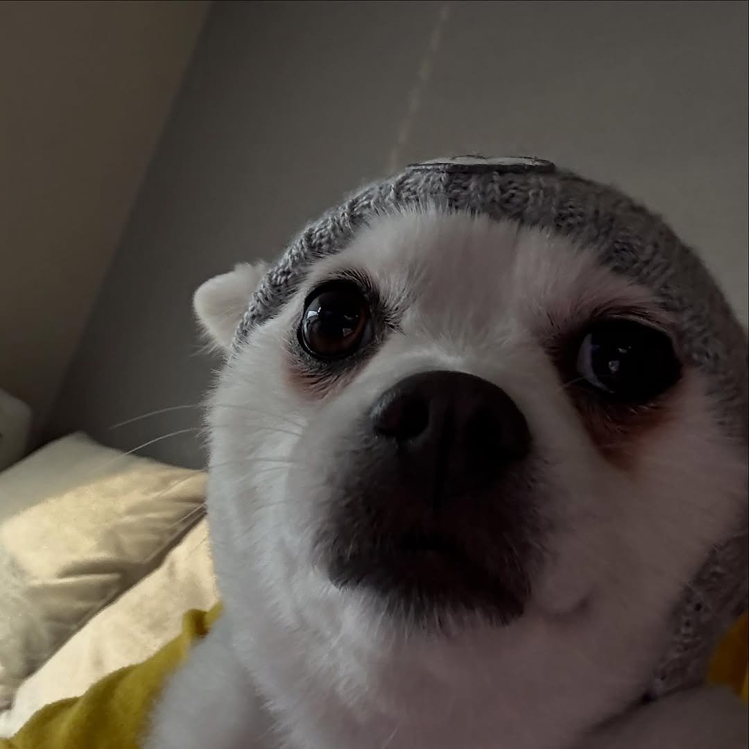 Photo by 카더가든 | Car, the garden on November 08, 2025. May be an image of Maltese, chihuahua and text.