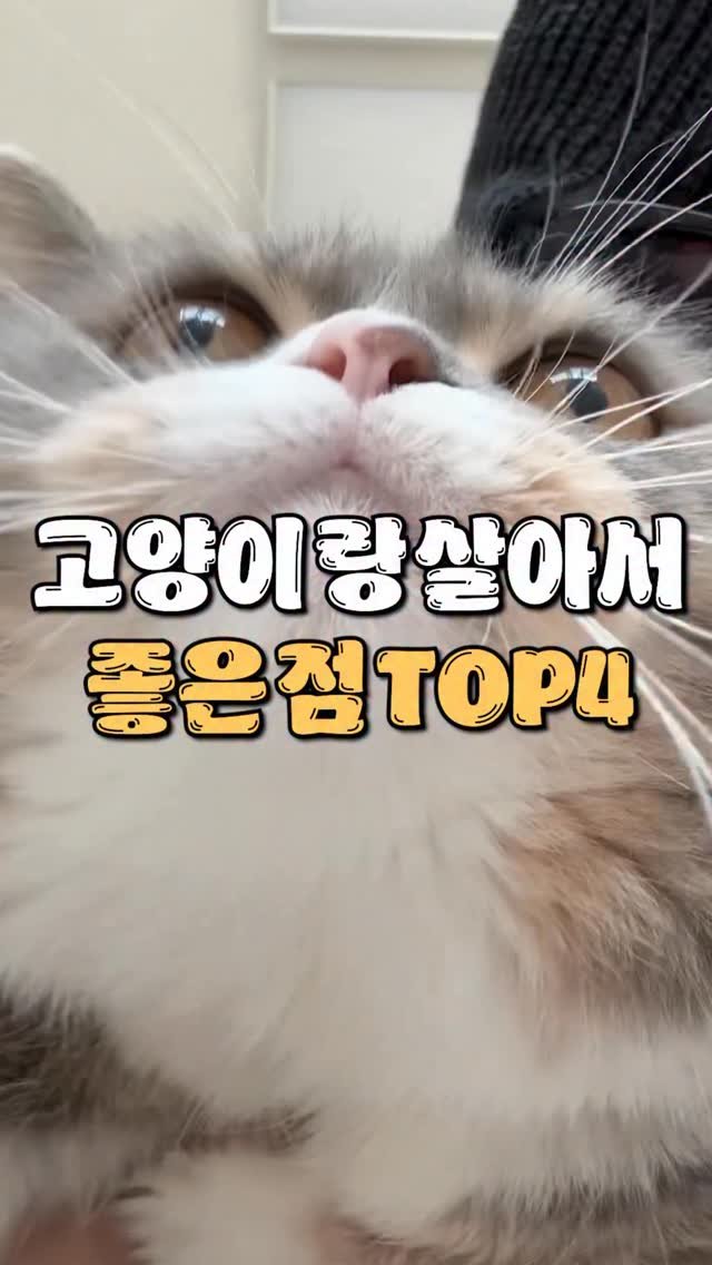 cat_teacher60 게시물 이미지: 고양이랑 함께라 좋은 점 4가지
