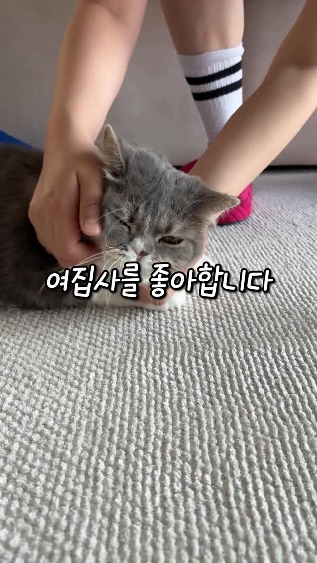 cat_teacher60 게시물 이미지: 고양이는 여집사를 더 좋아한다?