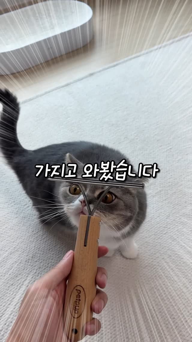 cat_teacher60 게시물 이미지: 결벽증 환자도 감탄하는 고양이 털 청소용품