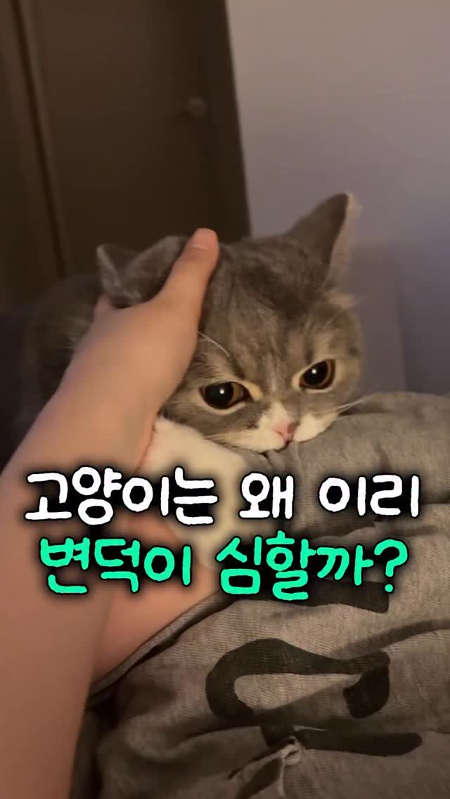 cat_teacher60 게시물 이미지: 고양이 변덕은 이유가 있습니다