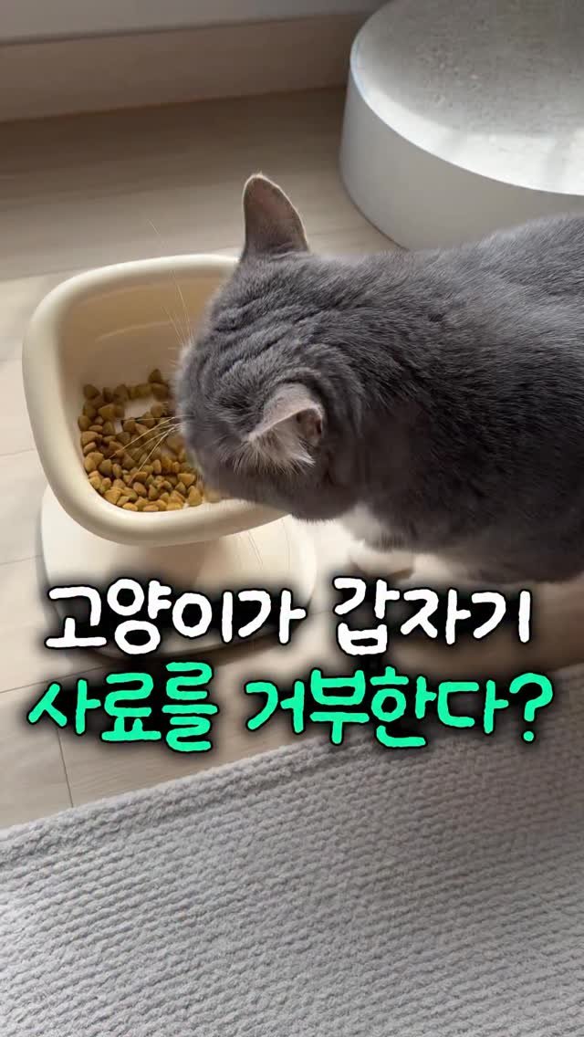 cat_teacher60 게시물 이미지: 사료를 갑자기 거부하는 고양이