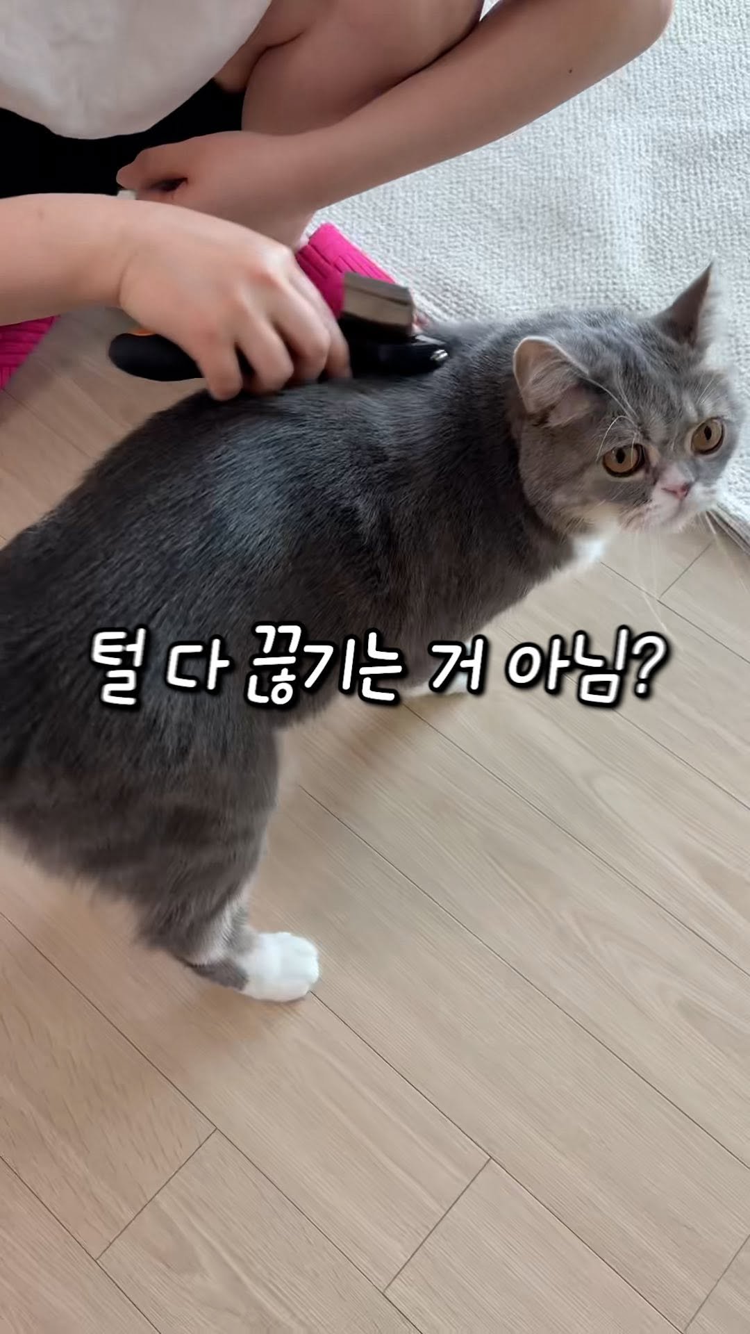 cat_teacher60 게시물 이미지: 미친 고양이 브러쉬 해명합니다.