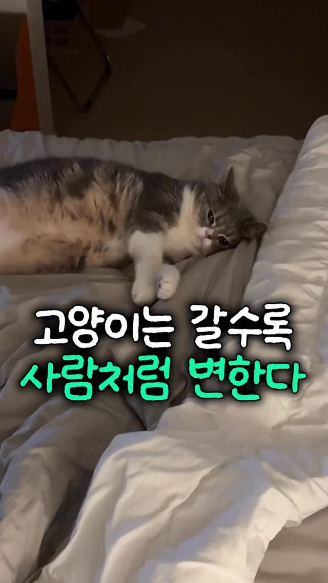 cat_teacher60 게시물 이미지: 왜 우리 고양이는 갈수록 사람 같아질까?
