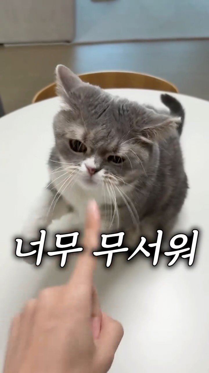 cat_teacher60 게시물 이미지: 이건 고양이보다 서열이 높은 게 아닙니다