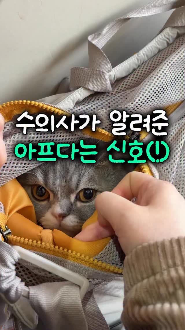 cat_teacher60 게시물 이미지: 수의사 쌤이 알려준 아프다는 신호 3가지