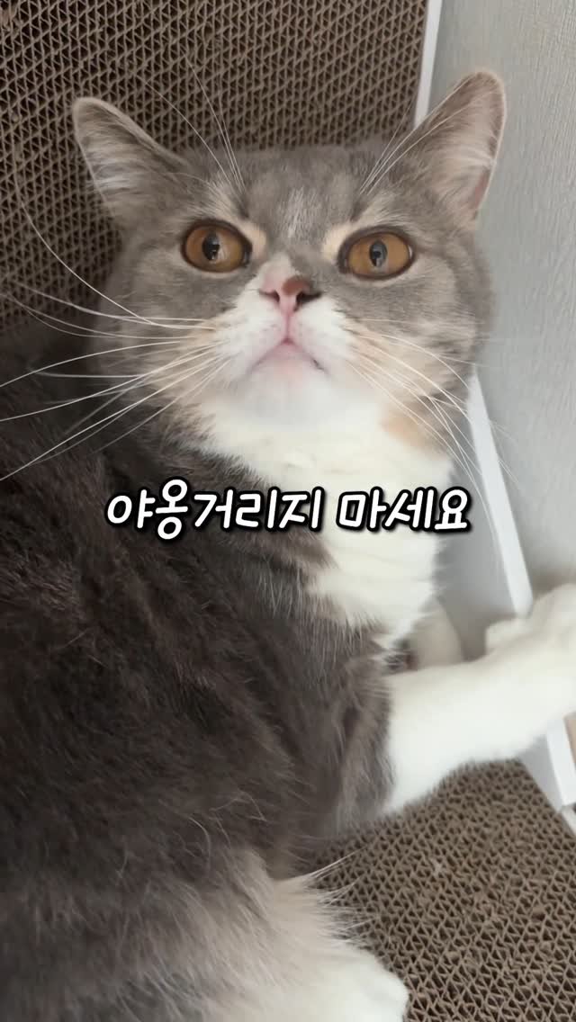 cat_teacher60 게시물 이미지: 고양이한테 야옹거리지 마세요!