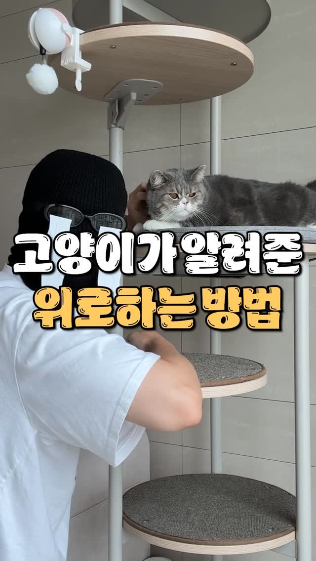 cat_teacher60 게시물 이미지: 고양이만의 츤데레 위로법