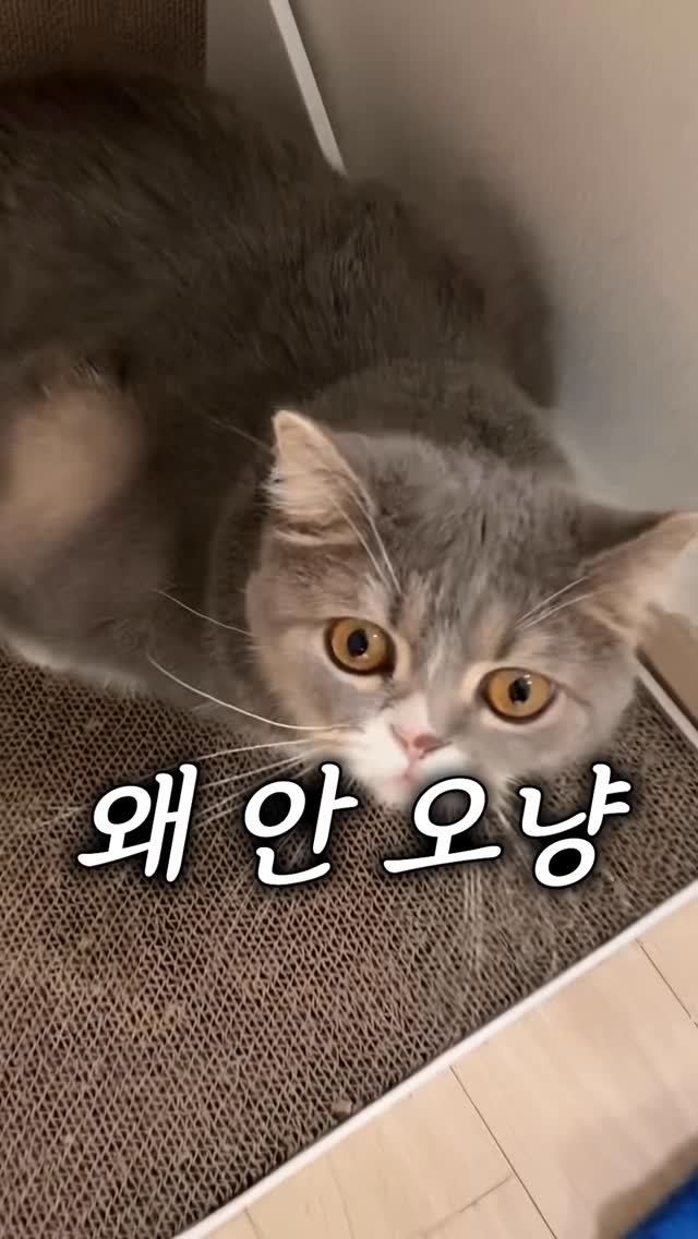 cat_teacher60 게시물 이미지: 고양이는 당신을 기다립니다
