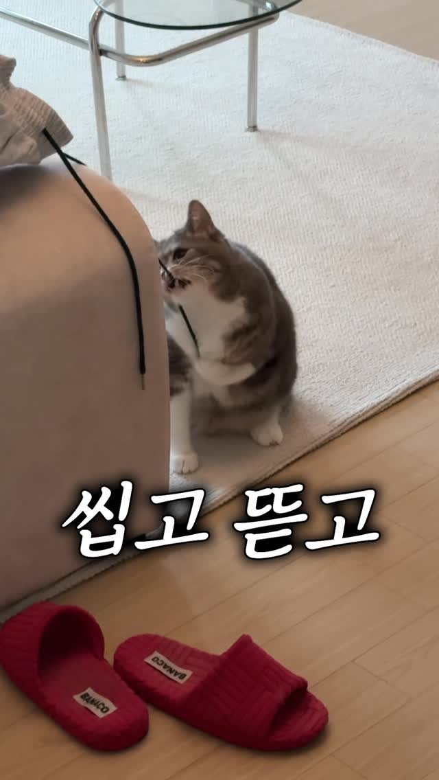 cat_teacher60 게시물 이미지: 고양이 이식증 이거부터 체크해 보세요