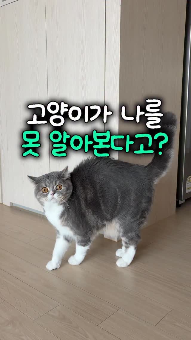 cat_teacher60 게시물 이미지: 여행 후 고양이가 나를 못 알아본다면?