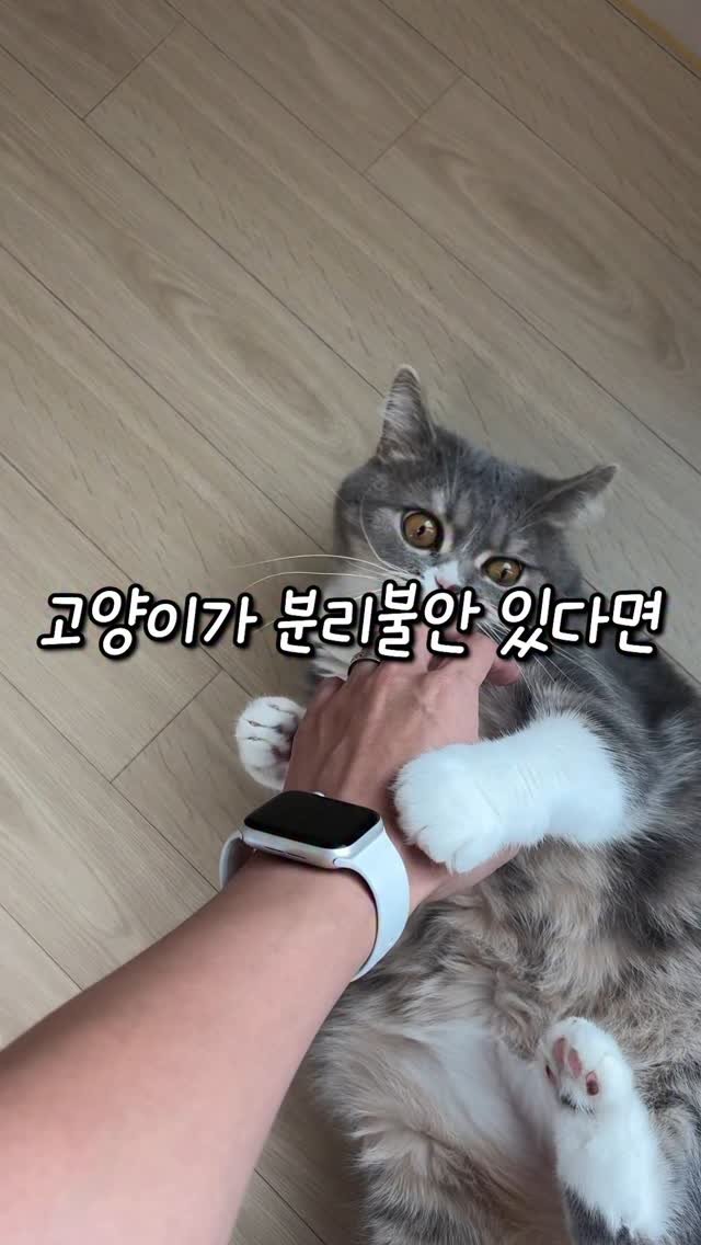 cat_teacher60 게시물 이미지: 고양이 분리불안 해결법!